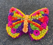 Vibrant Butterfly